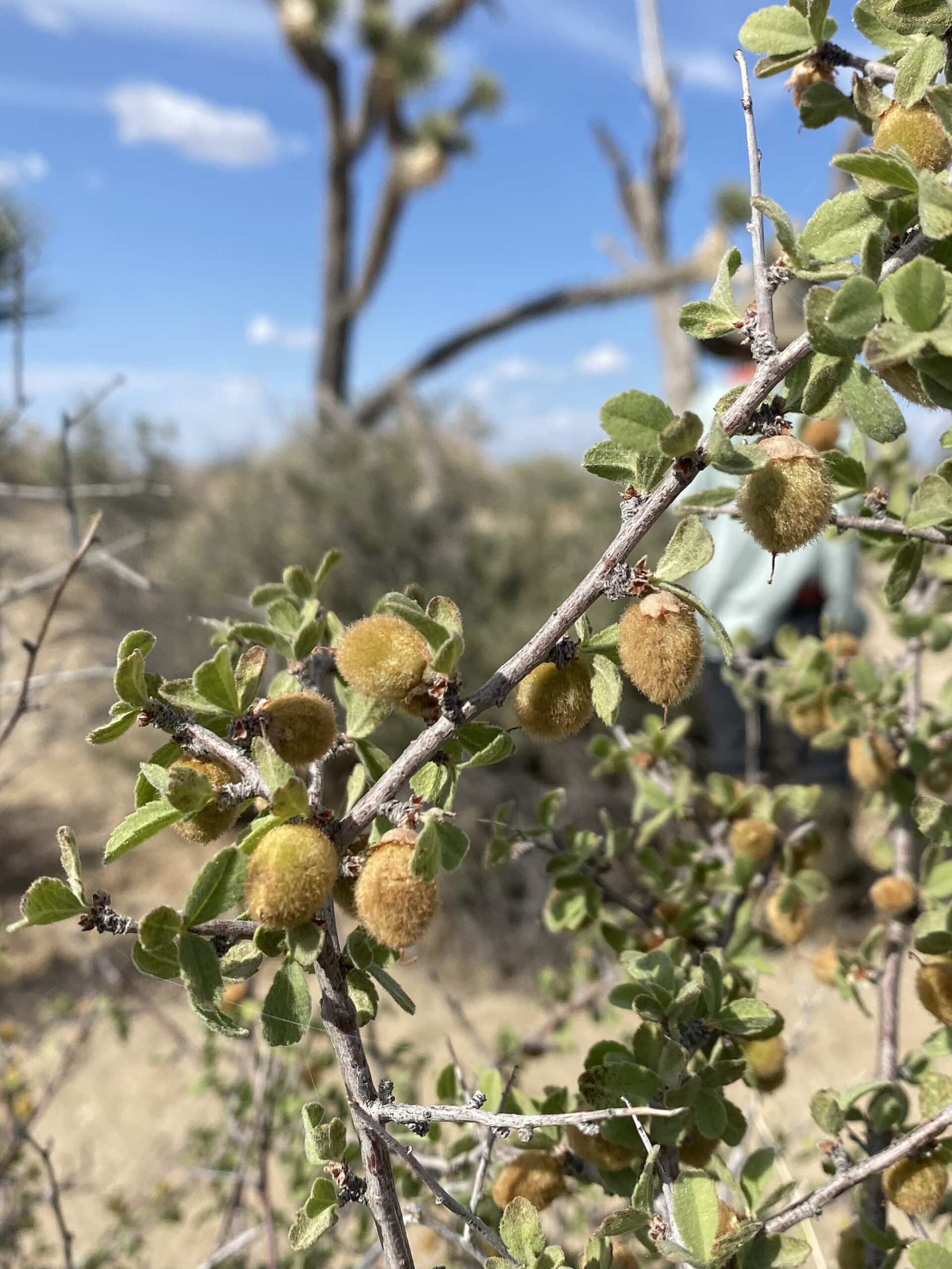 How a Navajo Scientist Is Helping to Restore Traditional Peach Horticulture  (U.S. National Park Service)