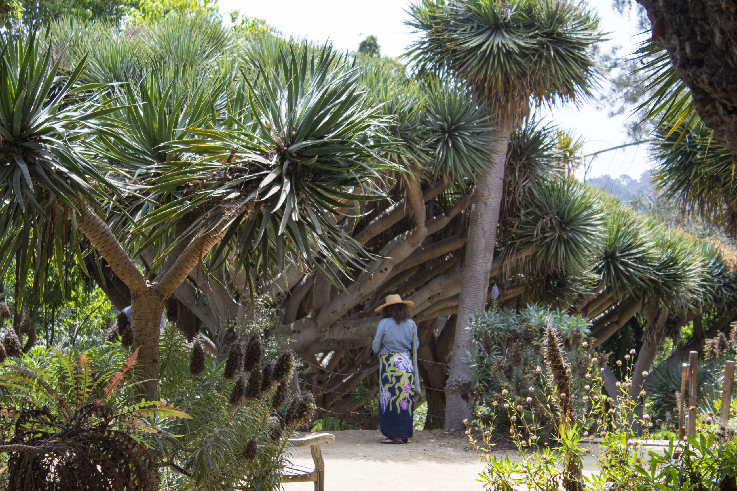 Canary islands garden