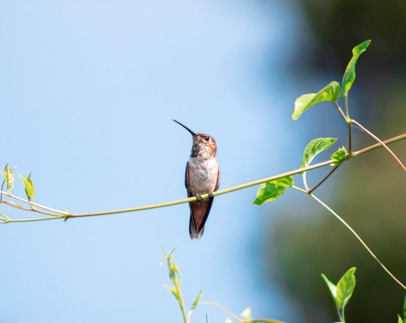 small bird sits on branch