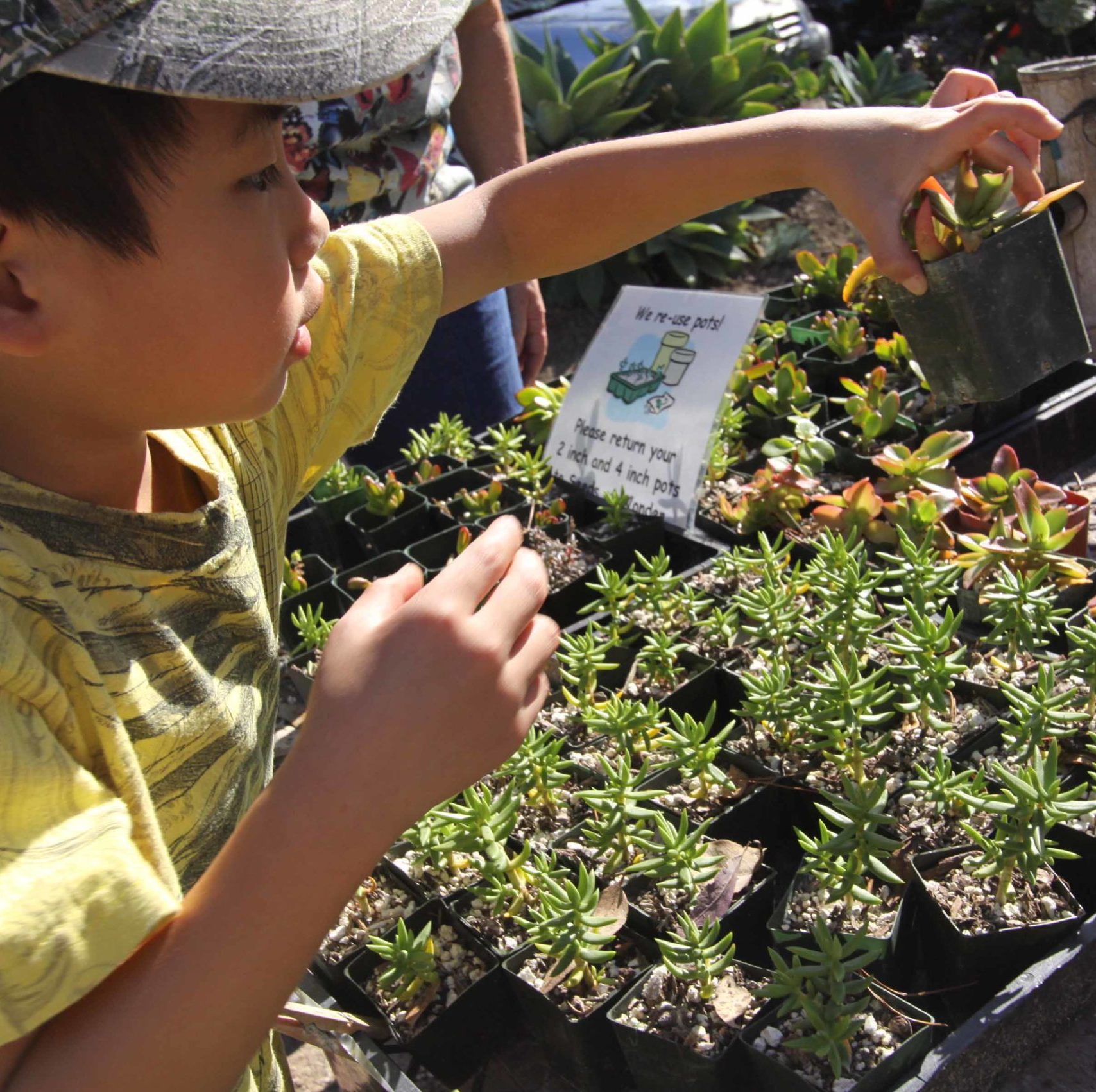 kid picks up potted succulent in the garden