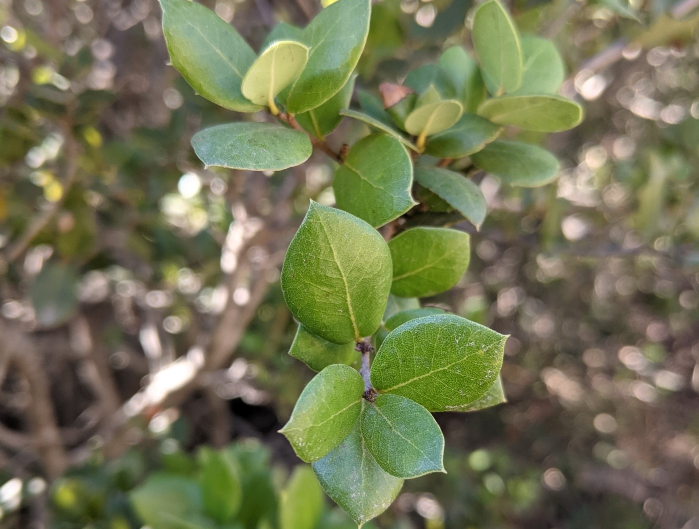 Collaborative Conservation of an Exceptional Oak - San Diego Botanic Garden