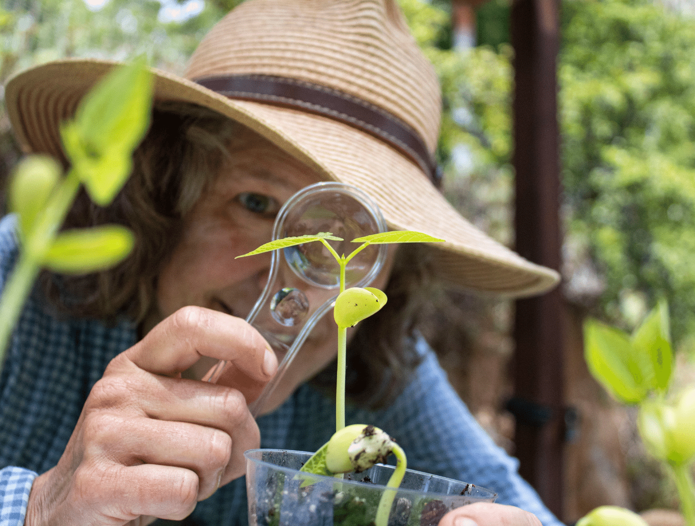 gardener looks at seedling through a magnifiying glass