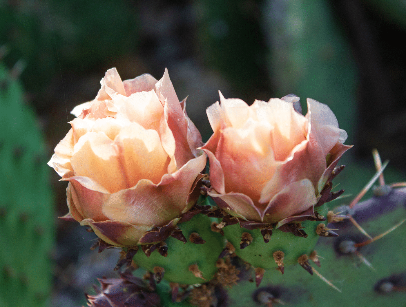 close up of prickly pear catus in bloom
