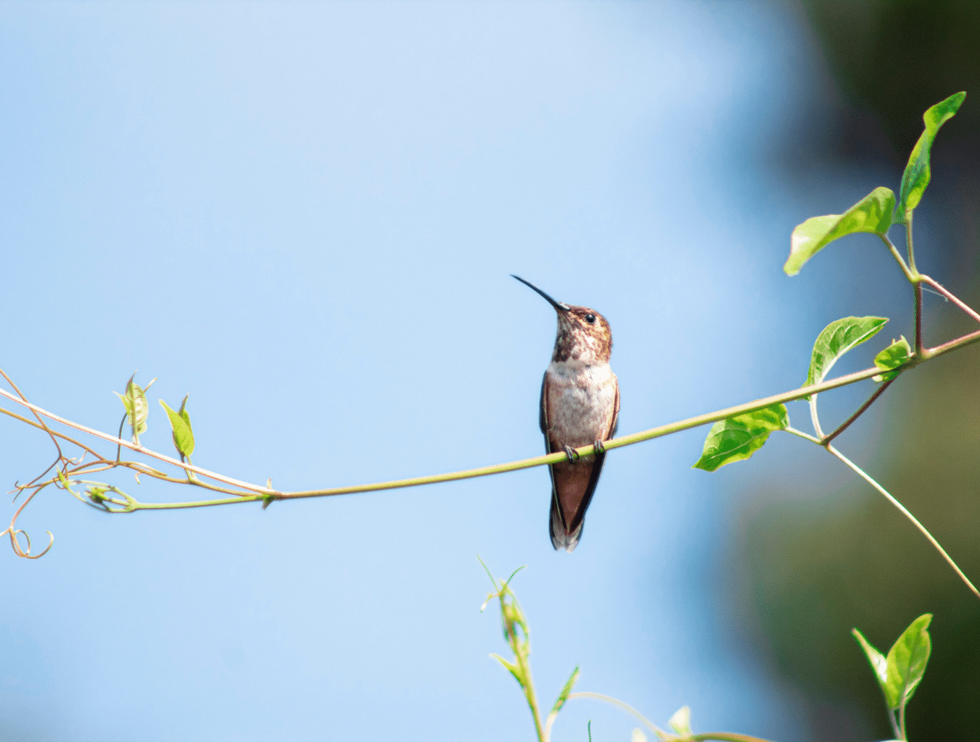 small hummingbird resting on branch