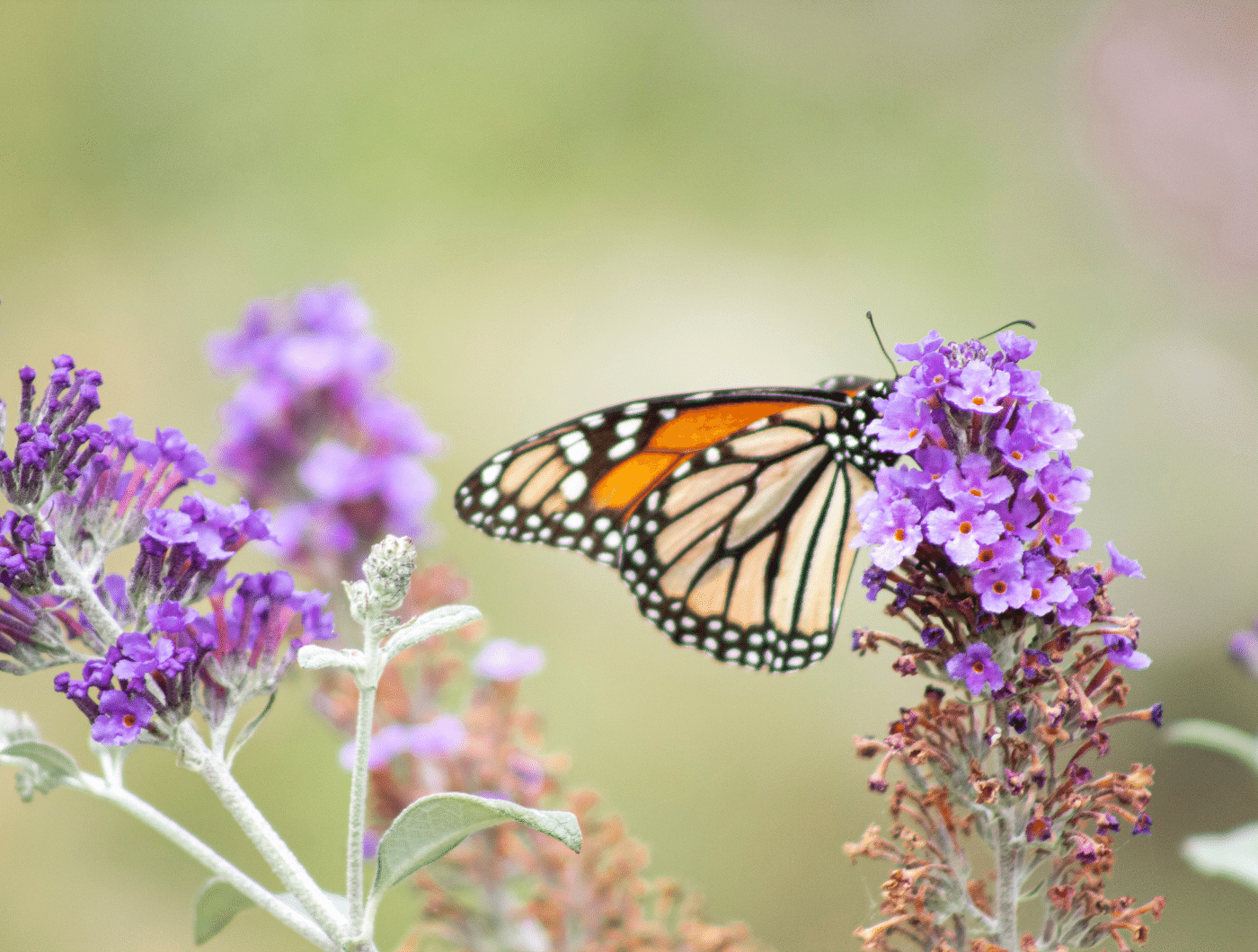 monarch butterfly on a purple flower