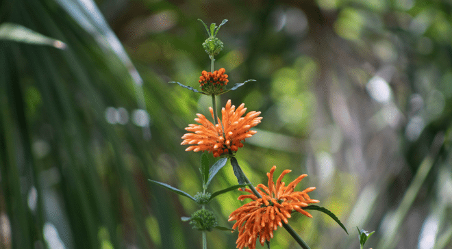 close up of orange flowers