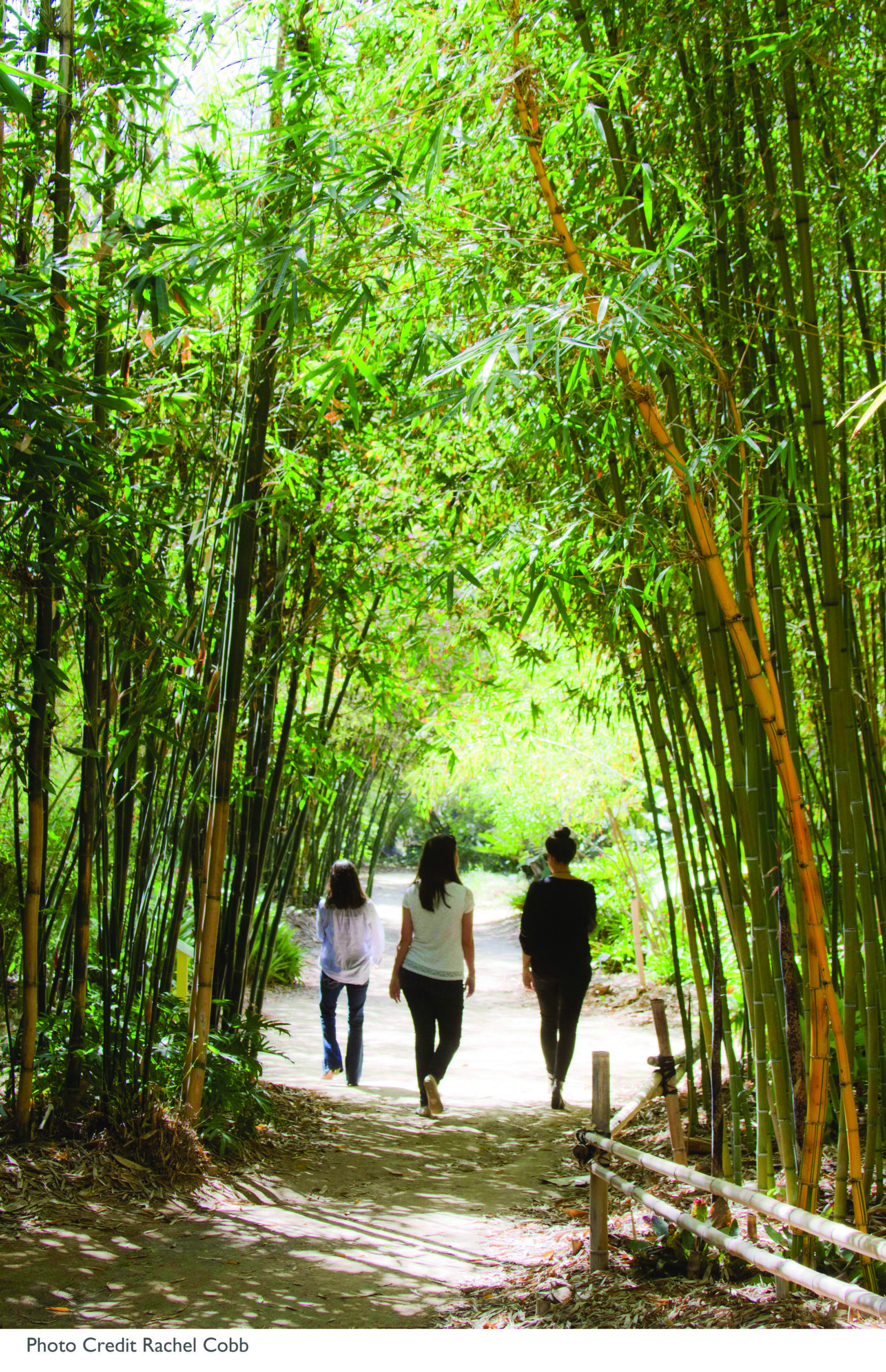 three people walking in a bamboo garden