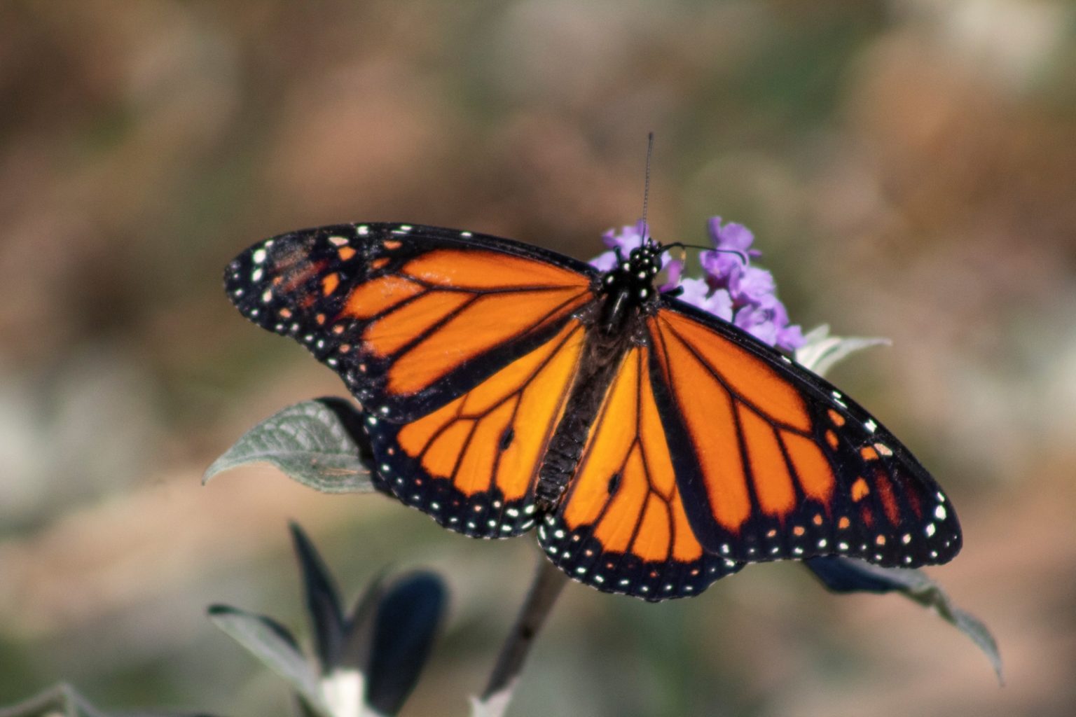 san-diego-botanic-garden-events-san-diego-botanical-gardens