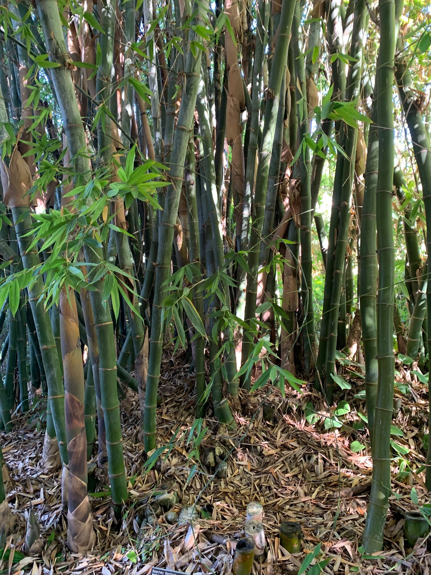 Bamboo Garden - San Diego Botanic Garden