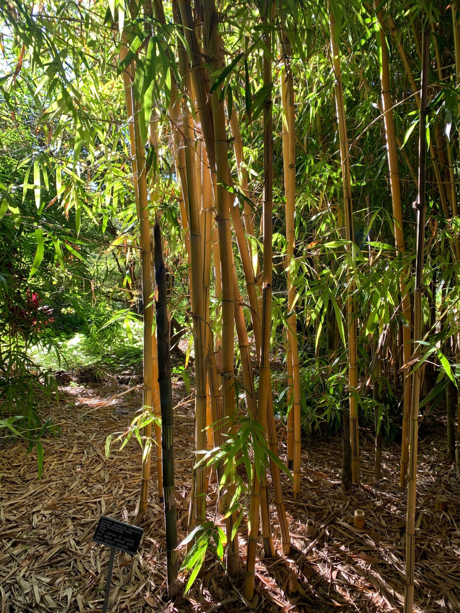 Bamboo Garden San Diego Botanic Garden