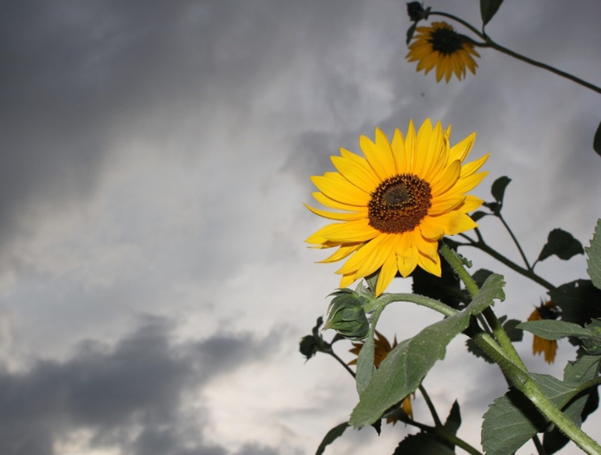 sunflower-with-overcast-skies