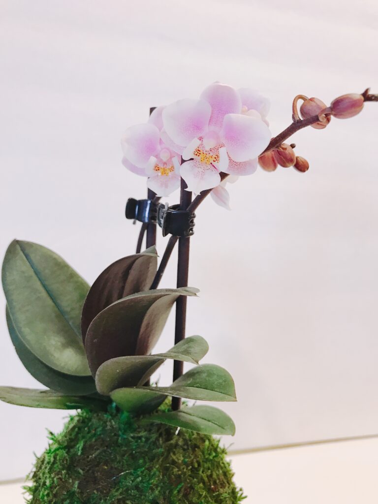 Orchid Kokedama