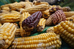 Various corn on a table