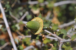 image of Palmer oak