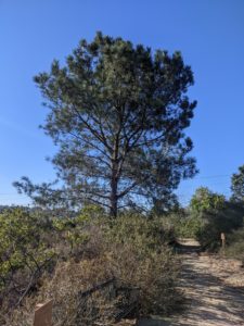 Image of a Torrey Pine