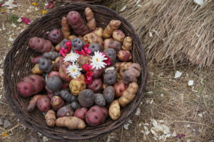 various potatoes in basket