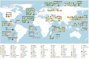 Map showing what plants feed people in different parts of the world