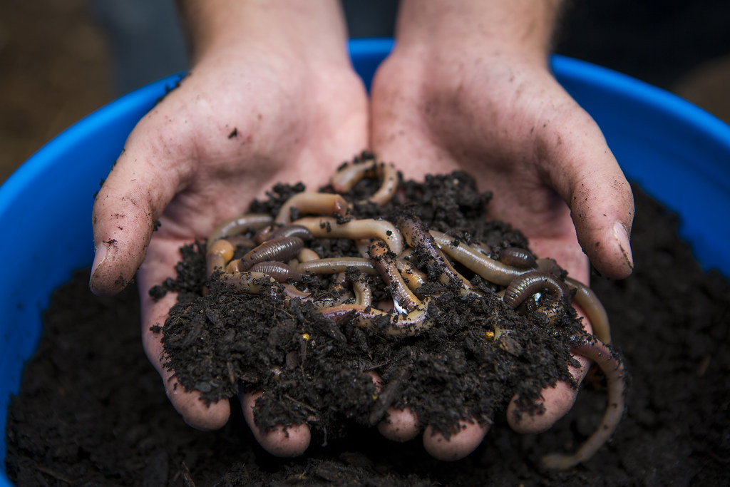 Hands holding worms in dirt