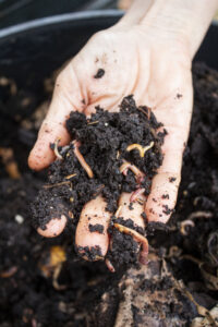 Hand holding worms in worm composting mound