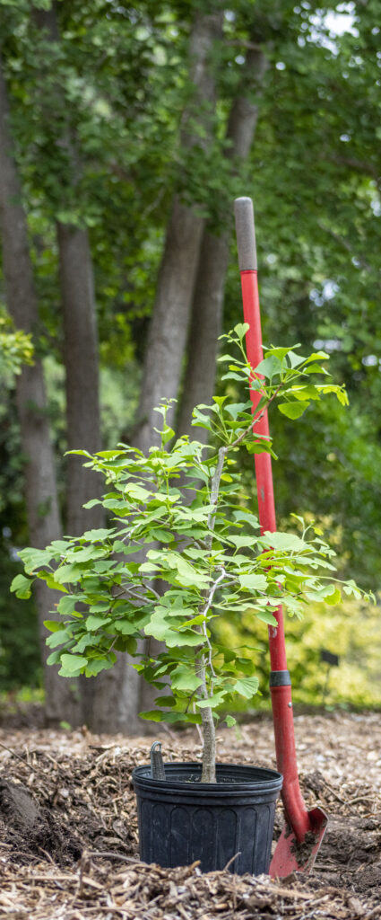 The Survivor Tree - American Forests