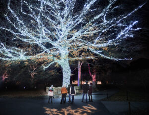Lightscape installation, pea-lights strung up a tree, completely covering all branches in white lights