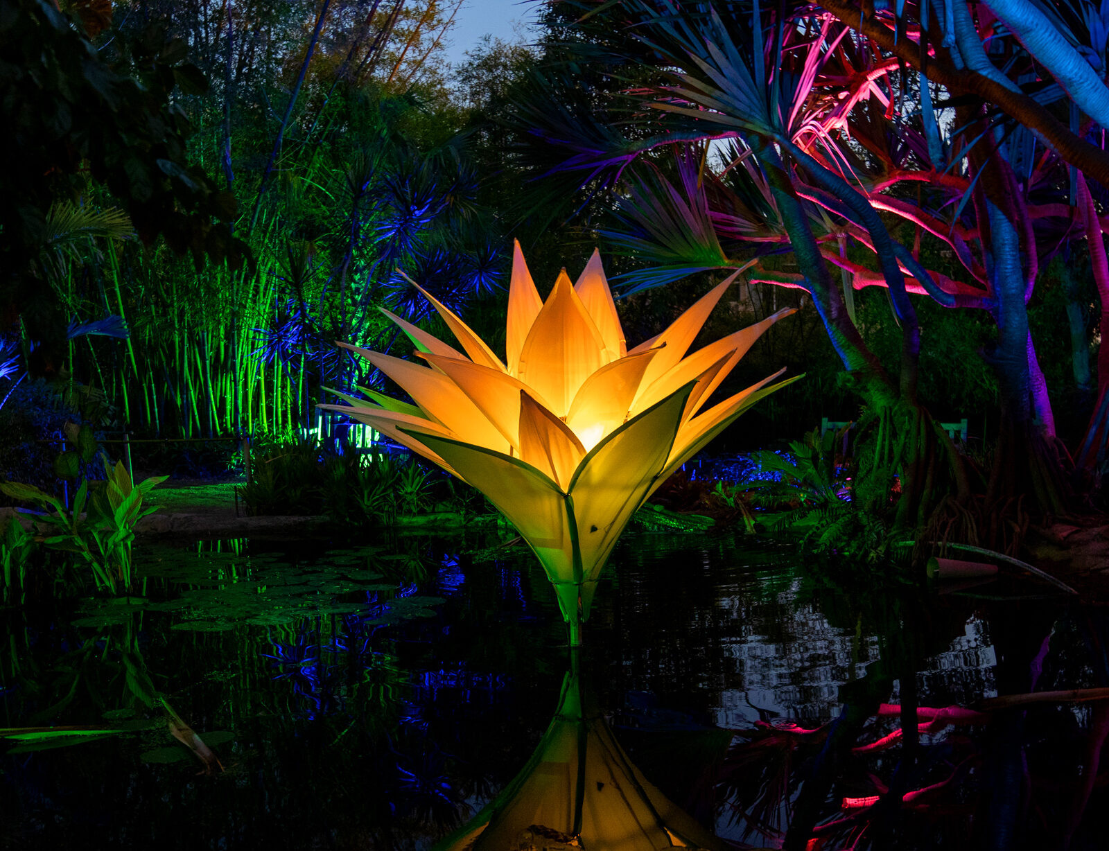 Lightscape installation. lite up lily in bamboo pond with colorful spotlights