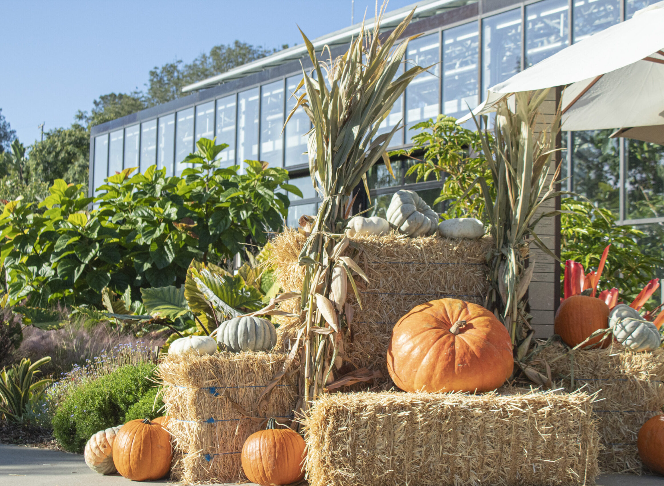 Pumpkins, hay bales, and corn stalks decorated at entrance of Conservatory