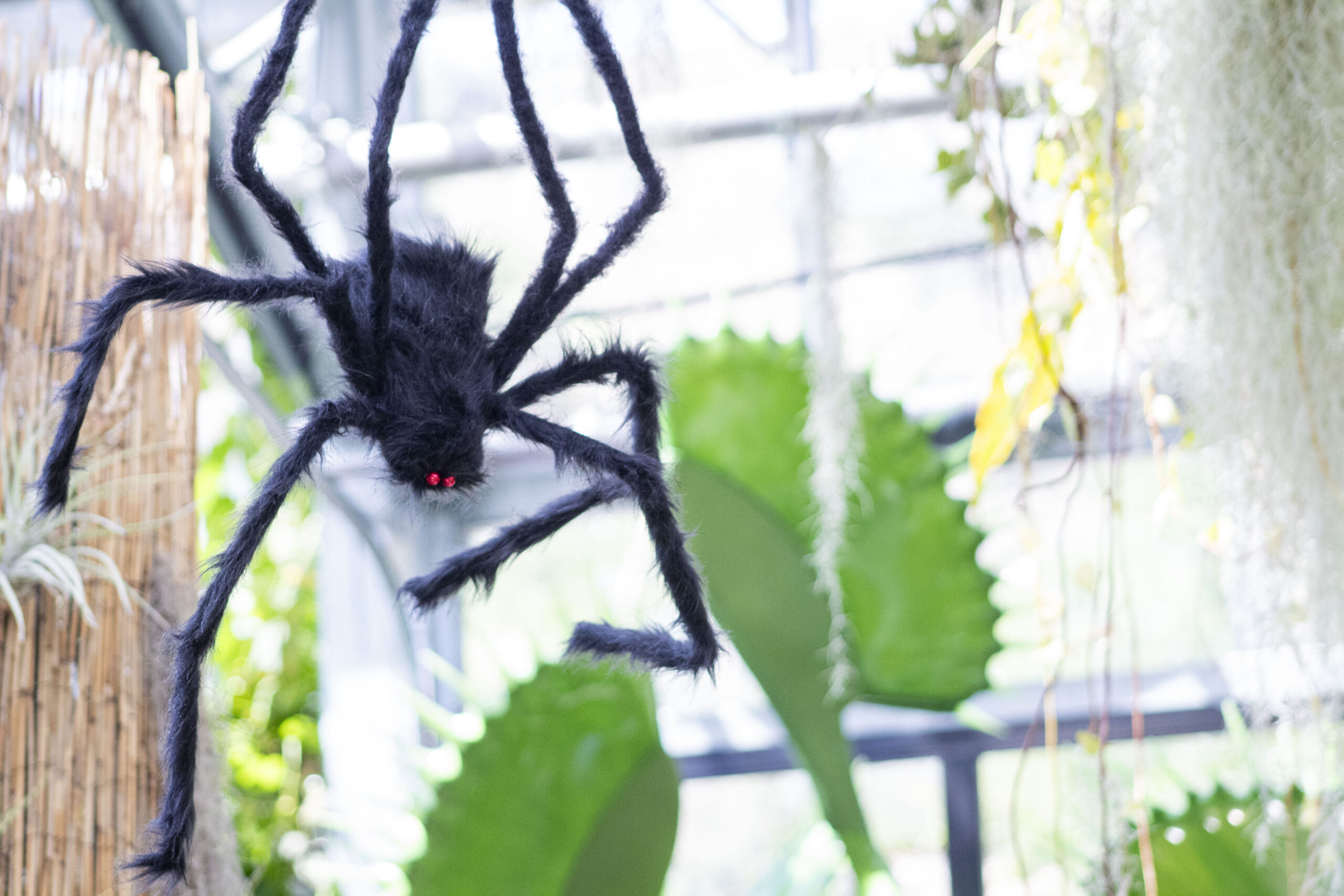 Giant stuffed spider hanging from conservatory