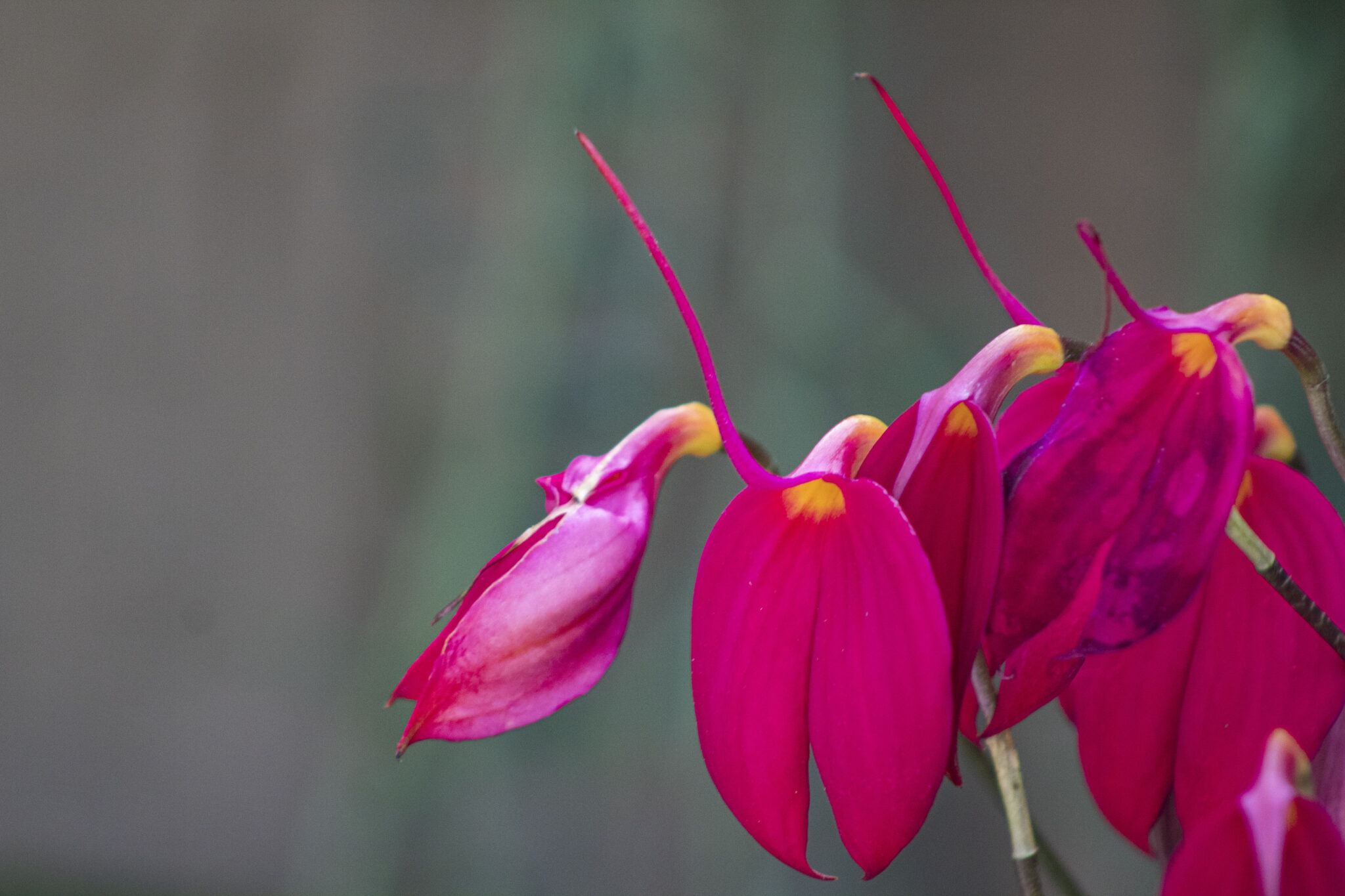 World of Orchids San Diego Botanic Garden