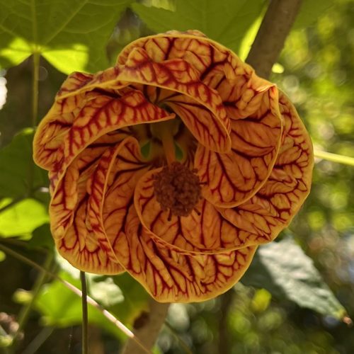 Red vein Indian mallow | Abutilon striatum