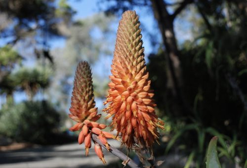 Aloe rubroviolacea | Arabian Aloe