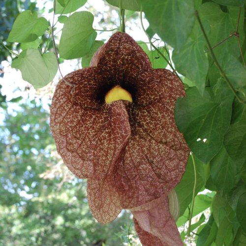 Dutchman’s pipe | Aristolochia gigantea