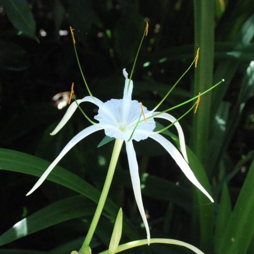 Hymenocallis littoralis | Beach spider lily