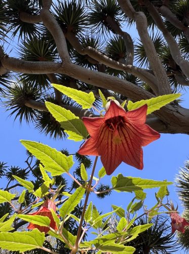 Canarina canariensis | Bicacaro