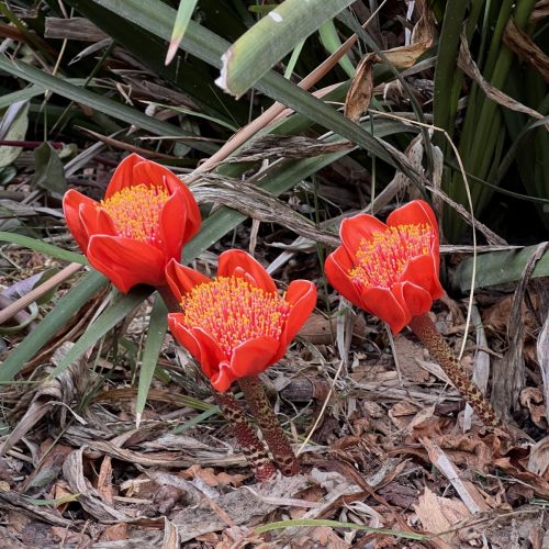 Blood lily | Haemanthus coccineus