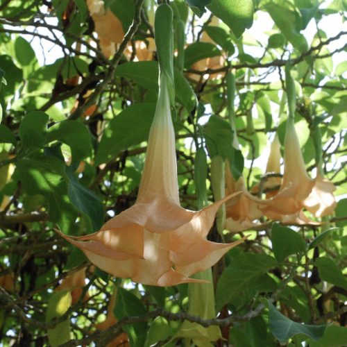 Angel’s trumpet | Brugmansia sp.