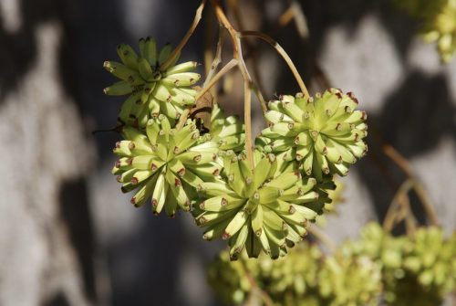 Camptotheca acuminata | Happy tree