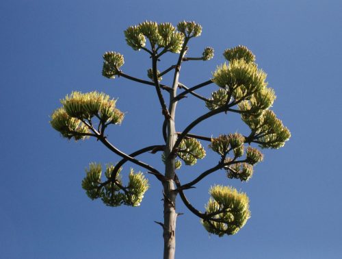 Agave americana | Century Plant