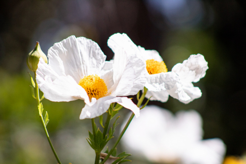 Matilija Poppy / Fried Egg Poppy | Romneya coulteri