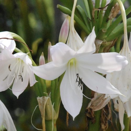 Natal lily | Crinum moorei