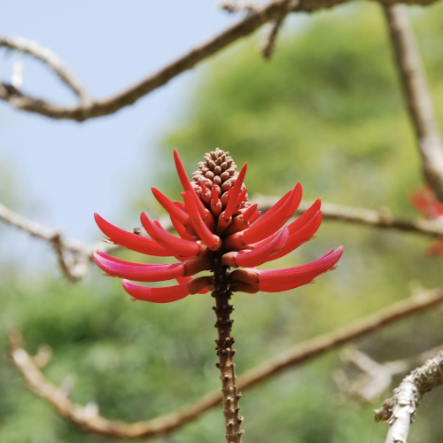 Western Coral Bean | Erythrina flabelliformis