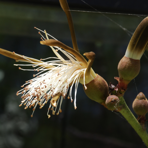 White Shaving Brush Tree | Pseudobombax ellipticum ‘alba’