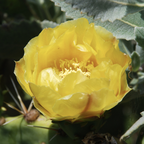 Coast Prickly Pear | Opuntia littoralis