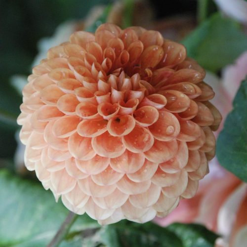 Dahlia | Dahlia sp.