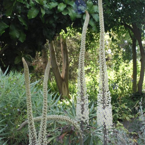 Sea squill | Drimia maritima