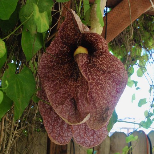 Dutchman’s pipe | Aristolochia gigantea