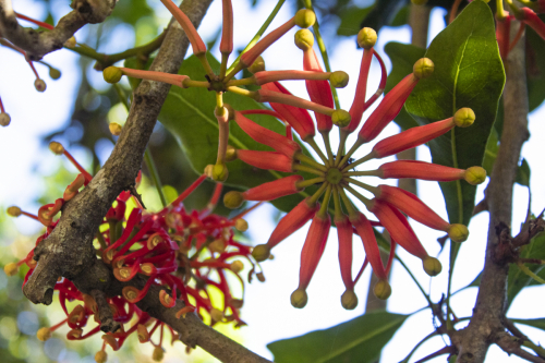 Firewheel Tree | Stenocarpus sinuatus