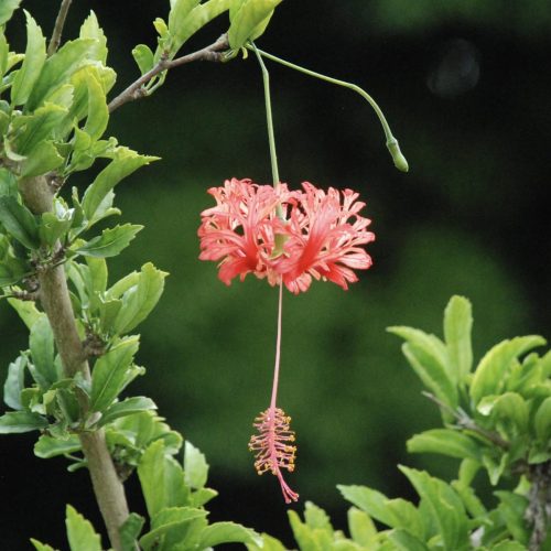 Spider hibiscus | Hibiscus schizopetalus
