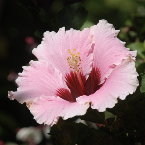 Hibiscus rosa-sinensis | High Voltage Hibiscus