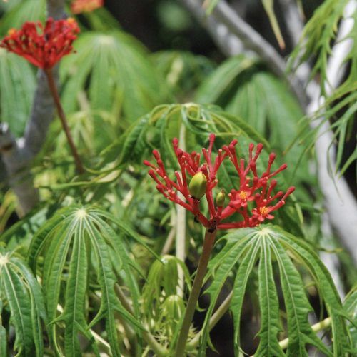 Coralbush | Jatropha multifida